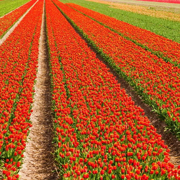 Tulipán pole poblíž lisse, Nizozemsko — Stock fotografie