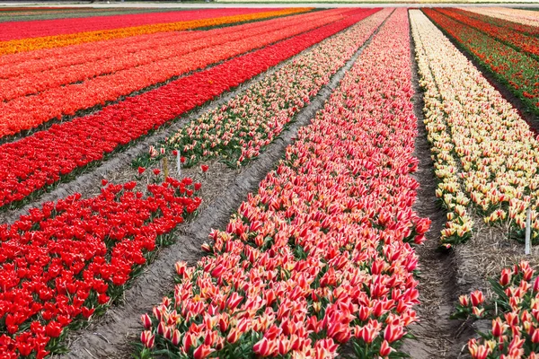 Champ de tulipes près de Lisse, Pays-Bas — Photo