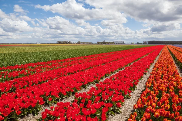Tulipánová pole v lisse, Nizozemsko — Stock fotografie