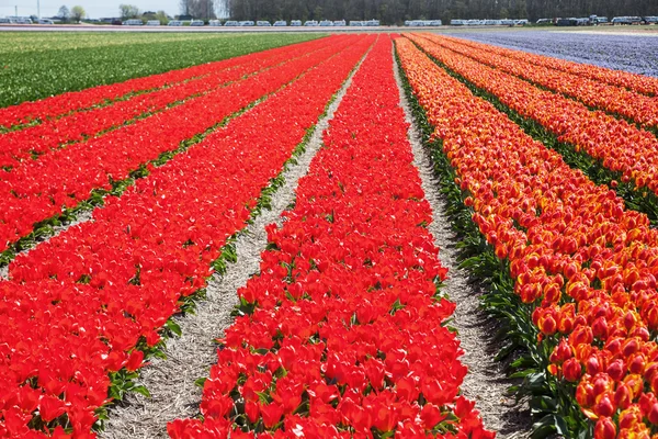 Tulpenvelden in lisse, Nederland — Stockfoto