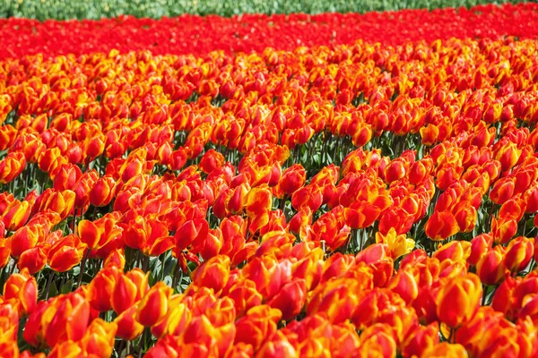 Tulipánová pole v lisse, Nizozemsko — Stock fotografie