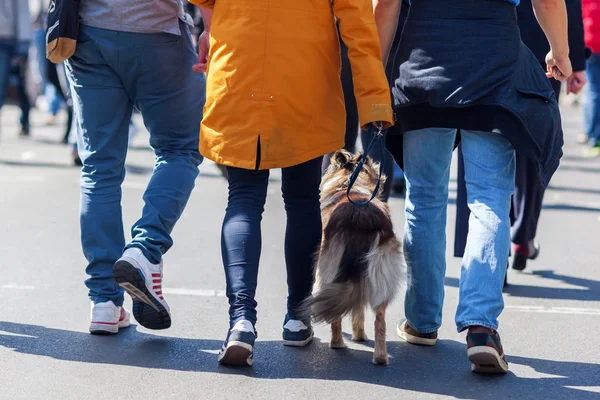 Personnes avec chien dans la ville — Photo