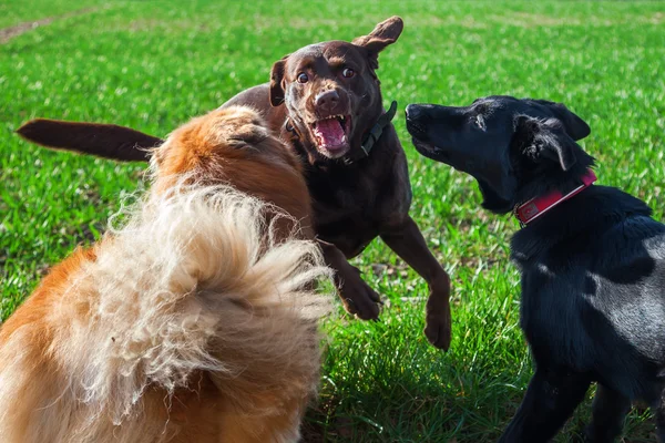 Tres perros jugando al aire libre — Foto de Stock