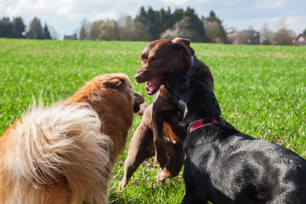 Três cães jogando ao ar livre — Fotografia de Stock