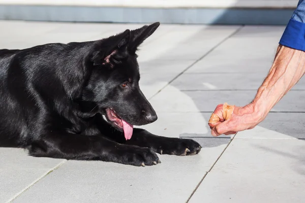 Adam okulları onun köpek — Stok fotoğraf