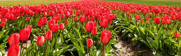 Tulipánová pole v Nizozemsku — Stock fotografie