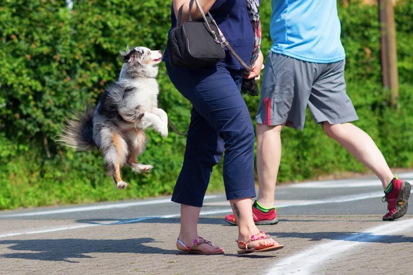 Собака прыгает за женщиной — стоковое фото