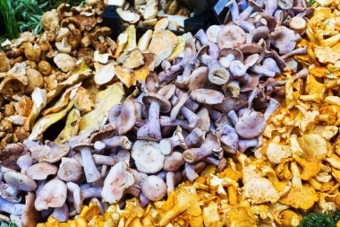 mantar çiftçilere piyasa görüntüleme