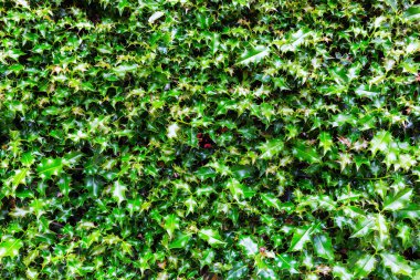 arka plan doku holly yaprakları üzerinden