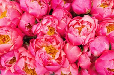 Pembe şakayık çiçekleri