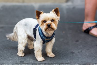 Yorkshire korkunç şehir