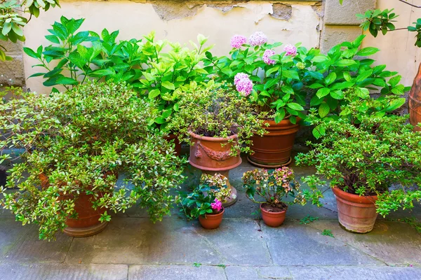 Collection pittoresque de pots de fleurs — Photo