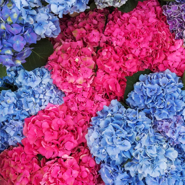 farklı renkli ortanca çiçek