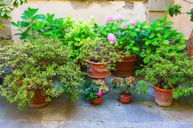 Tencere bir avlu içinde farklı bitkiler