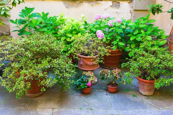 Plantas diferentes em potes em um pátio — Fotografia de Stock