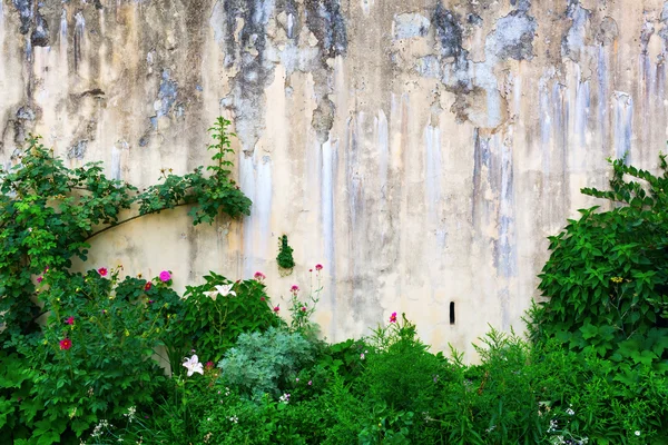 Weathered wall framed from plants — Stock Photo, Image