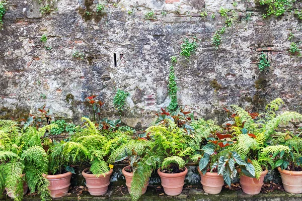 Tencere ile üst üste fern bitkiler — Stok fotoğraf