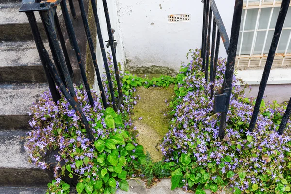 De ingang van de overwoekerde huis in Londen — Stockfoto