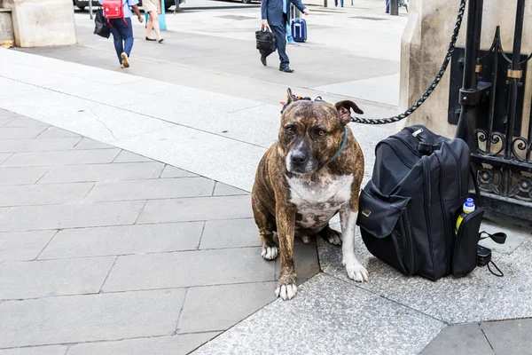 Собака сидит рядом с рюкзаком — стоковое фото