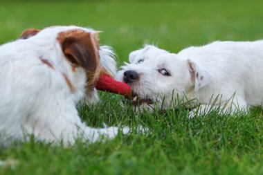 iki papaz Russell Terrier bir oyuncak için mücadele