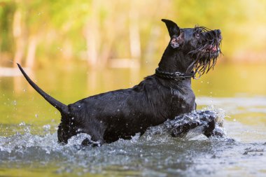 su siyah renkli standart Schnauzer