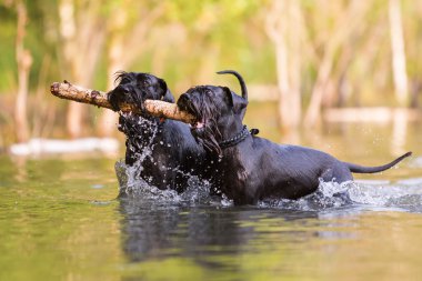 iki renkli standart Schnauzer su siyah