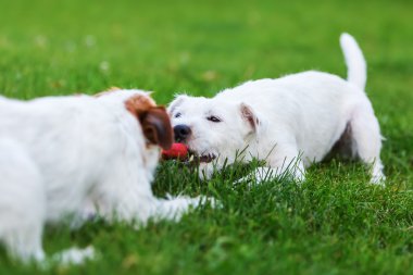 iki papaz Russell Terrier bir oyuncak için mücadele
