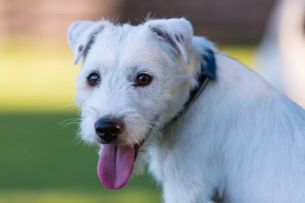 Outdoor portrait of a Parson Russell Terrier — Stock Photo, Image