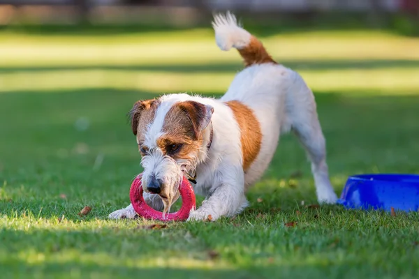 Outdoor Portret van een Parson Russell Terrier — Stockfoto