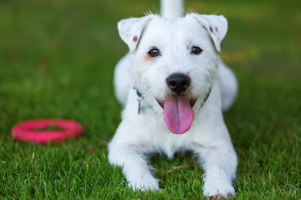 Outdoor portrait of a Parson Russell Terrier — Stock Photo, Image