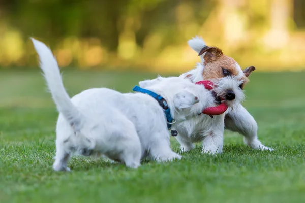 Twee Parson Russell Terrier vechten voor een stuk speelgoed — Stockfoto