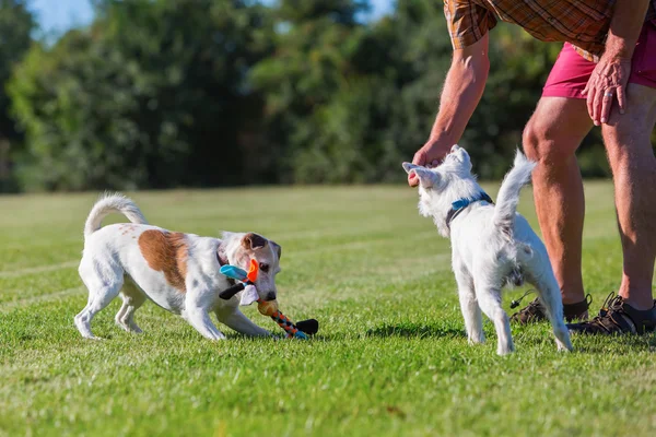 man is playing with his dog