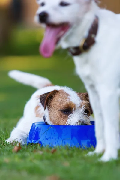 Dois Parson Russell Terrier no prado — Fotografia de Stock
