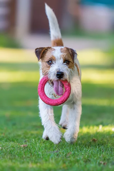 Parson Russell Terrier retrieves a toy — Stock Photo, Image