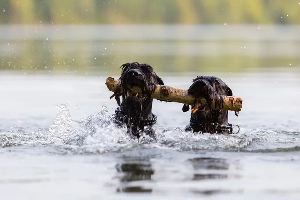 Två svarta färgade Standard Schnauzer i vatten — Stockfoto