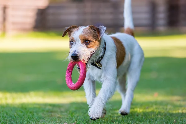 Parson Russell Terrier retrieves a toy — Stock Photo, Image