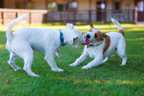 Two Parson Russell Terrier fighting for a toy — Stock Photo, Image