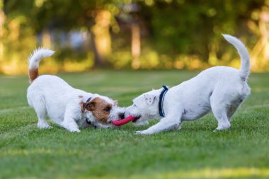 iki papaz Russell Terrier bir oyuncak için mücadele