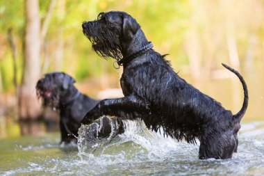 iki renkli standart Schnauzer su siyah
