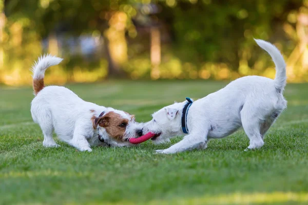 Twee Parson Russell Terrier vechten voor een stuk speelgoed — Stockfoto