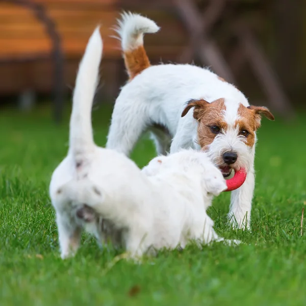 Dwa Parson Russell Terrier walki z zabawką — Zdjęcie stockowe