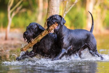 iki standart Schnauzer köpek bir tahta sopa ile