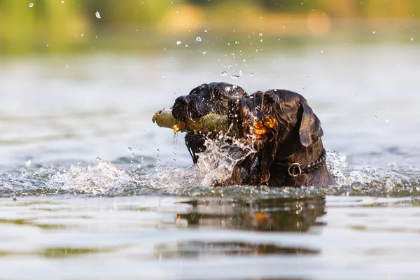 Two dogs swimming with a wooden stick — Stock Photo, Image