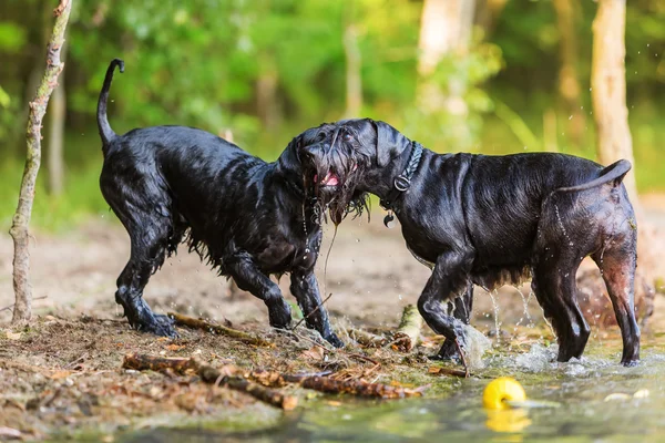 Dos perros mojados en el borde de un lago —  Fotos de Stock