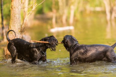 iki standart Schnauzer köpek su
