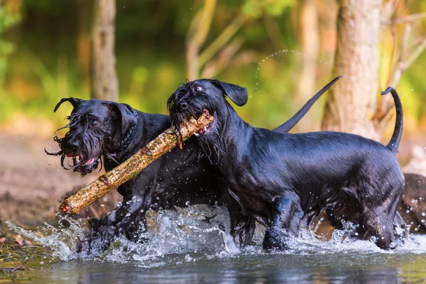 Dos perros Schnauzer estándar con un palo de madera —  Fotos de Stock