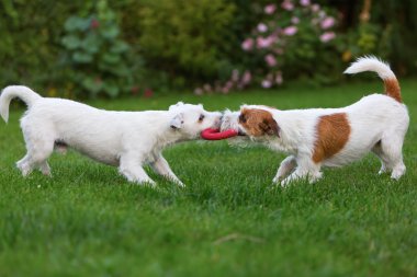 iki papaz Russell Terrier bir oyuncak için mücadele