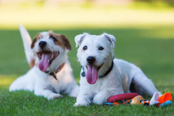 Outdoor portrait of two Parson Russell Terrier — Stock Photo, Image