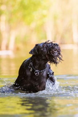 Standart bir Schnauzer ile açık eylem