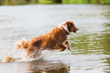 Avustralyalı çoban bir nehirde çalışıyor